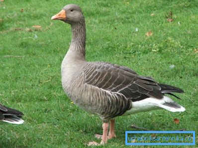 Goose išče podzemno jezero