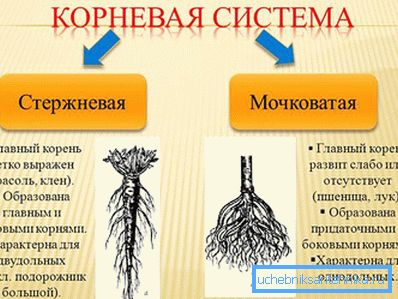 1223 Root sistem
