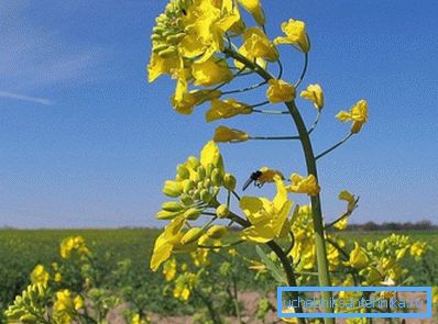 Seme kanola so bogate z rastlinskim oljem, ki se uporablja za proizvodnjo biogoriv Seme kanola so bogate z rastlinskim oljem, ki se uporablja za proizvodnjo biogoriv