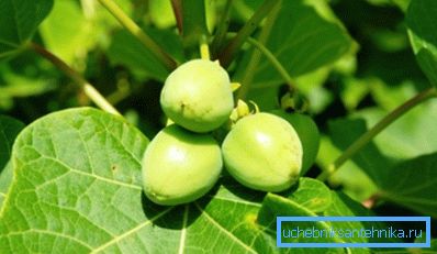 Jatropha - potencialna naprava za biogoriva Jatropha - potencialna naprava za biogoriva